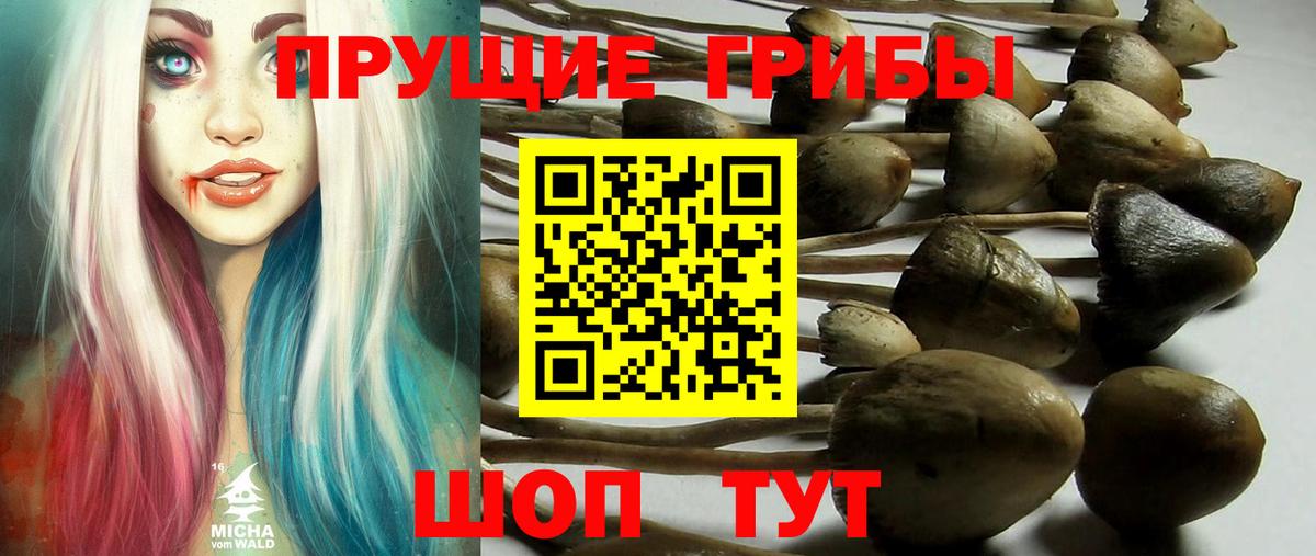 Псилоцибиновые грибы GOLDEN TEACHER  Вход с VPN  Псилоцибиновые грибы мицелий  Кстово 